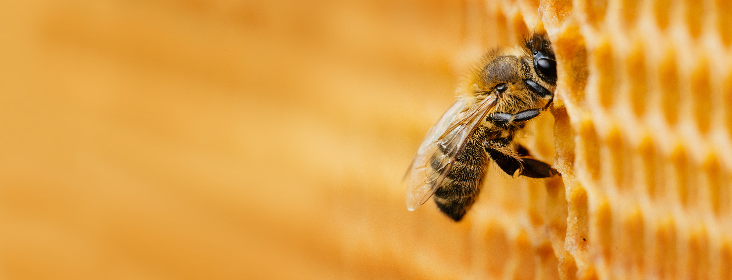 Eine Biene in einer Bienenwabe
