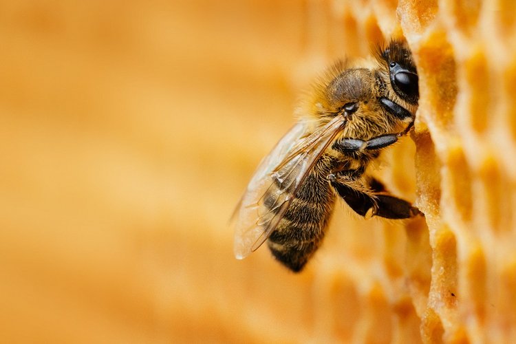 Eine Biene in einer Bienenwabe