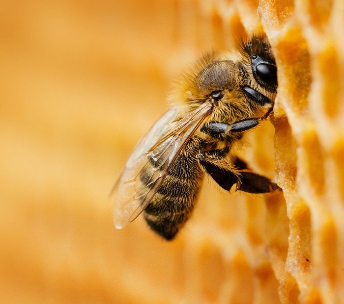 Eine Biene in einer Bienenwabe