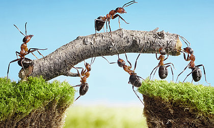 Ameisen legen einen kleinen Zweig zwischen zwei Klippen, damit sie auf die andere Seite kommen