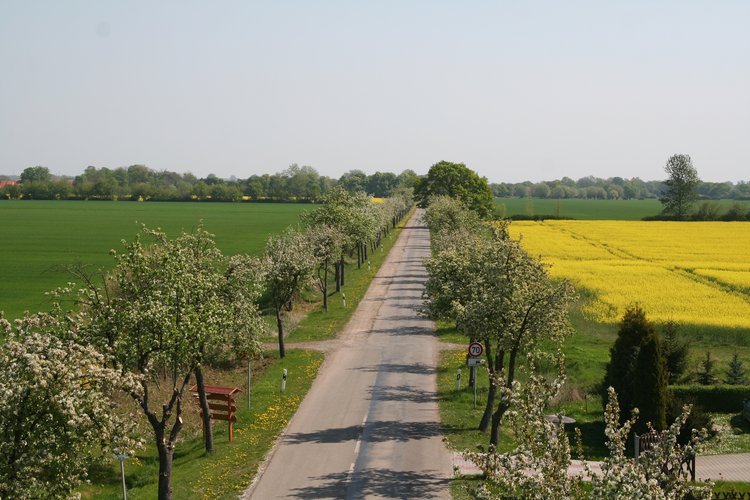 Blühende Obstbaumallee nebst blühendem Rapsfeld